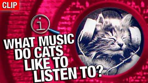 what music do cats like